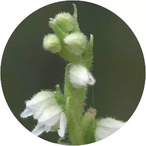 Goodyera
