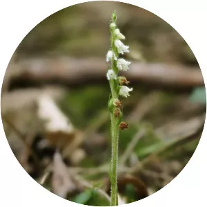 Goodyera repens - Plants