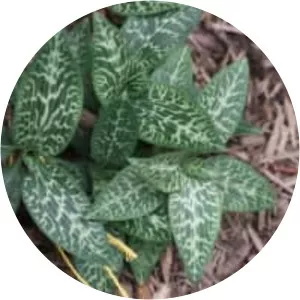 Goodyera schlechtendaliana - Plants