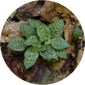 Goodyera tesselata - Plants