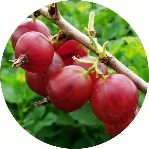 Gooseberry