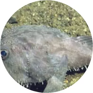 Goosefish - Fish