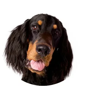 Gordon Setter
