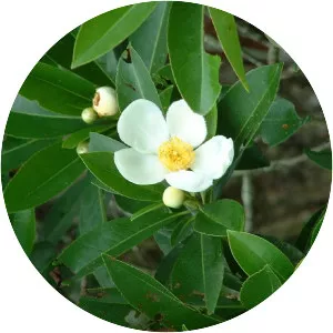 Gordonia - Plants