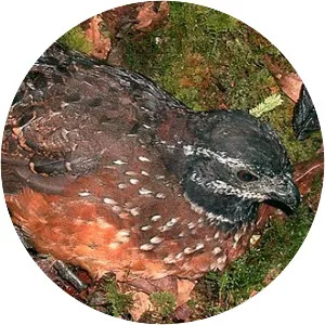 Gorgeted wood quail