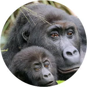 Gorilla Family and Me - TV program