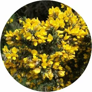Gorse