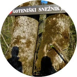 Goteniski Sneznik - 