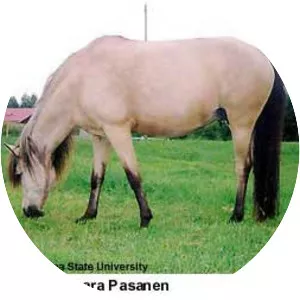 Gotland pony - Horse breed