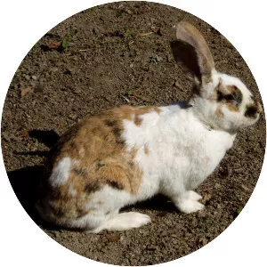 Gotland rabbit