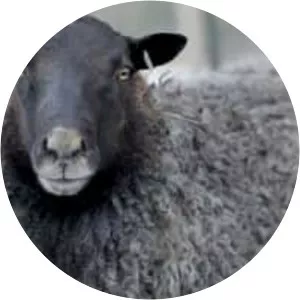 Gotland sheep