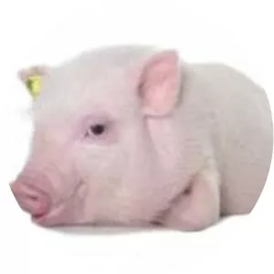 Göttingen minipig (Göttinger Minischwein)