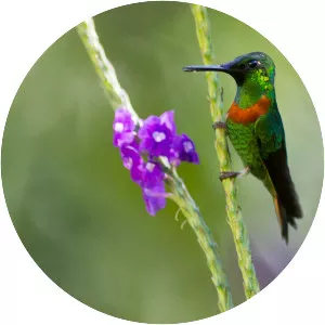 Gould's jewelfront - Bird