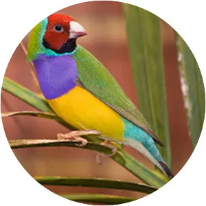 Gouldian finch