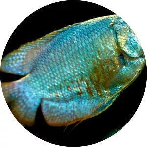 Gourami