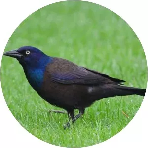 Grackles
