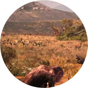 Graecopithecus - Primate