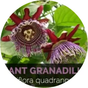 Granadilla