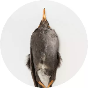 Grand Cayman thrush - Bird