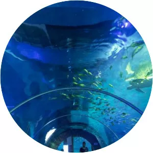 Grandview Mall Aquarium