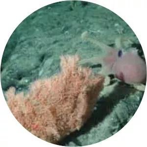 Graneledone boreopacifica