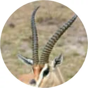 Grant's gazelle