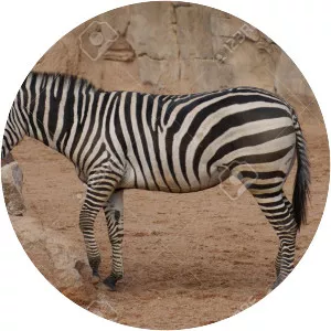 Grant's zebra - Animal