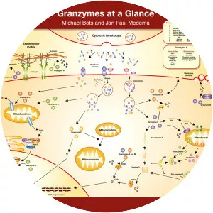 Granzyme - 