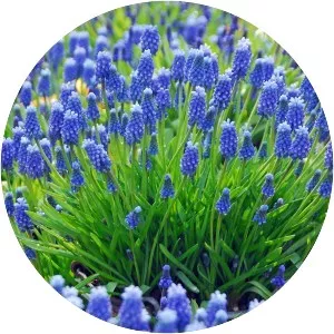 Grape hyacinth