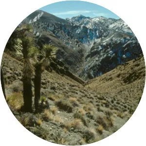 Grapevine Mountains - Mountain range in Nevada