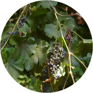 Grapevines - Plants