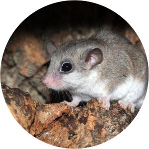 Graphiurus - Rodents