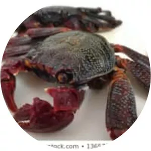 Grapsus adscensionis - 