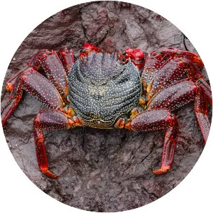 Grapsus