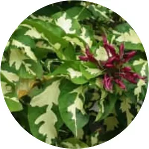 Graptophyllum pictum