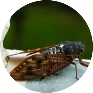 Graptopsaltria nigrofuscata