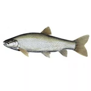 Grass carp