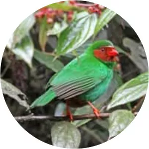 Grass-green tanager