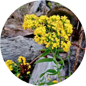 Grass-leaved goldenrods