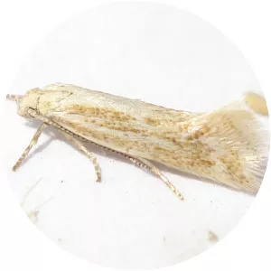 Grass miner moths