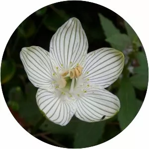 Grass of parnassus - Plants