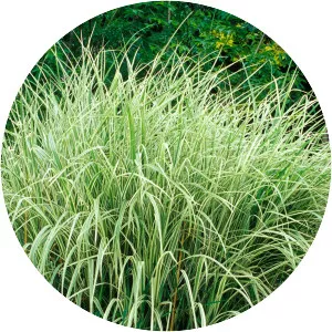 Grasses - Plants