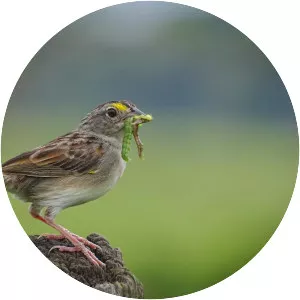 Grassland sparrow
