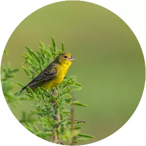 Grassland yellow finch