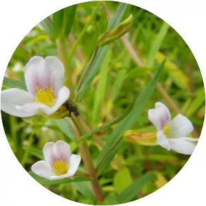 Gratiola officinalis - Plants