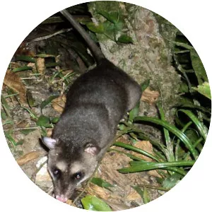 Gray and black four-eyed opossum