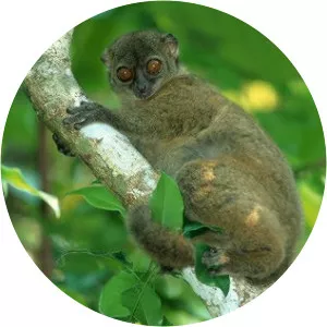 Gray-backed sportive lemur