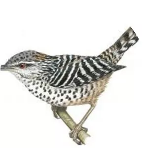 Gray-barred wren