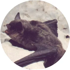 Gray bat
