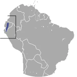 Gray-bellied caenolestid